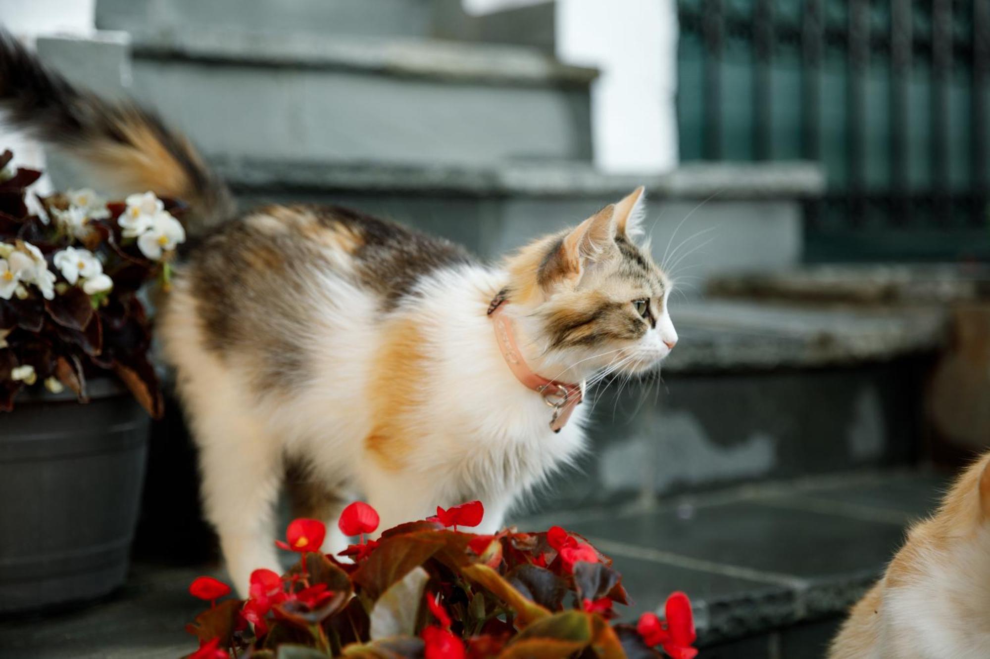 Boutique Hotel Musee Gjirokaster Ngoại thất bức ảnh