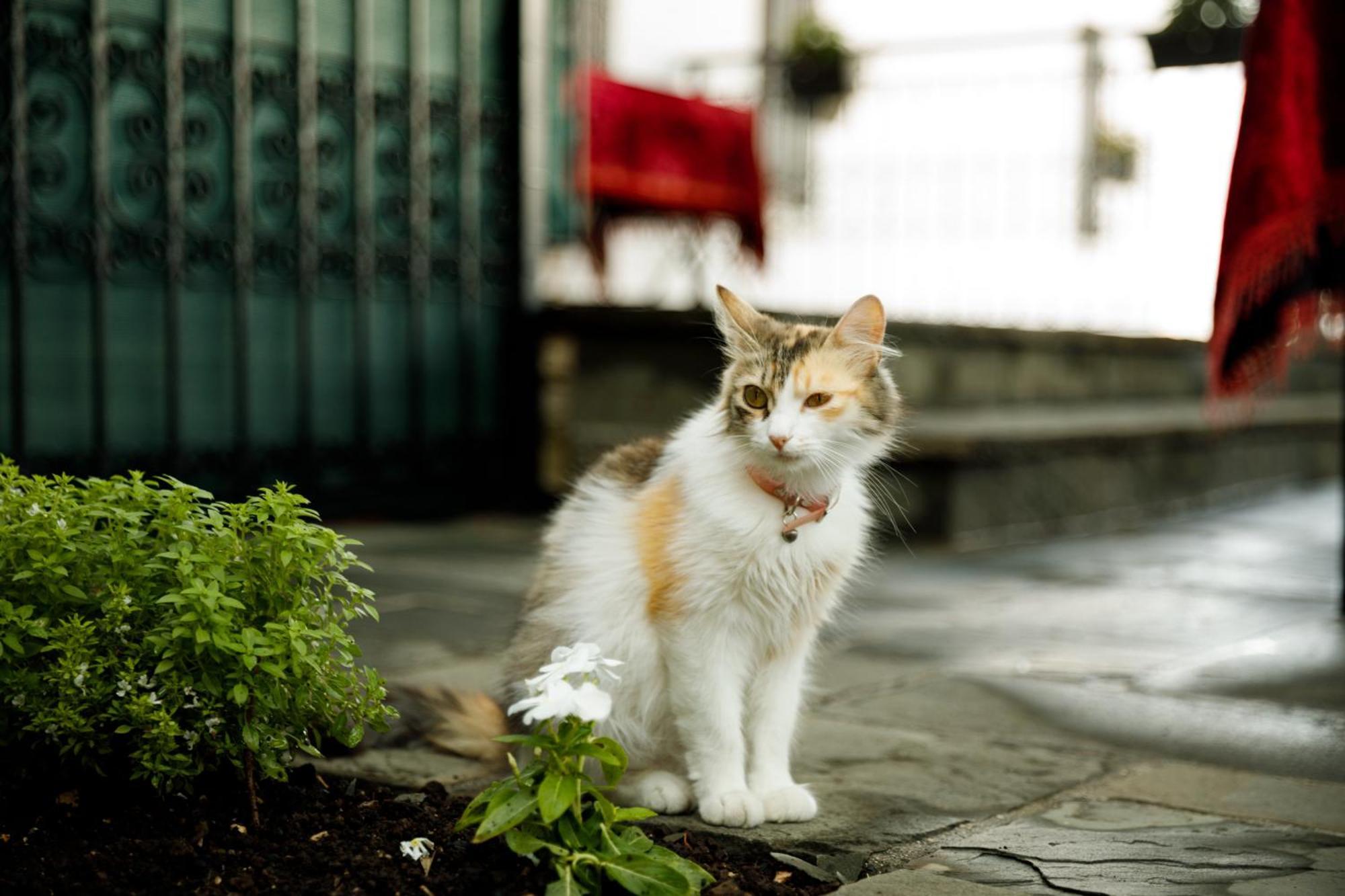Boutique Hotel Musee Gjirokaster Ngoại thất bức ảnh